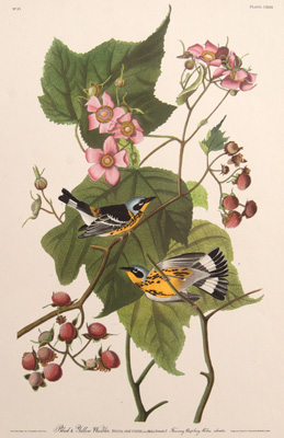 Black & Yellow Warbler
